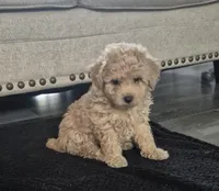 Ivy , a female Poodle - Toy  for sale in Nashville, TN – Photo 1 of 2