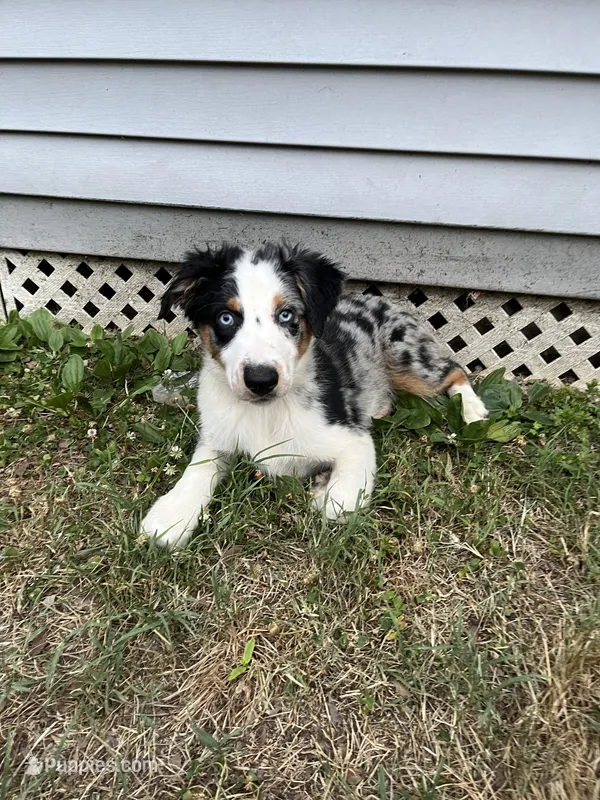 Jackson – Australian Shepherd puppy for sale in Plymouth, CT