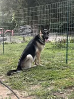 Bella, a female German Shepherd Dog for sale in Plymouth, CT – 2 of 2