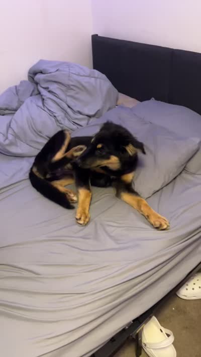 Zoey , a female German Shepherd Dog and Doberman Pinscher for sale in Plymouth, CT – 2 of 2