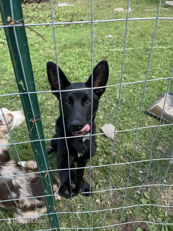 Axel – German Shepherd Dog puppy for sale in Plymouth, CT