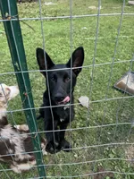 Axel, a male German Shepherd Dog for sale in Plymouth, CT – 1 of 2