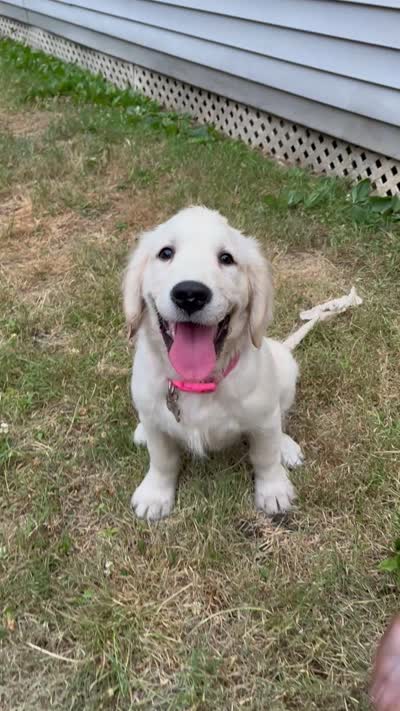 Stella, a female English Cream Golden Retriever for sale in Plymouth, CT – 1 of 1