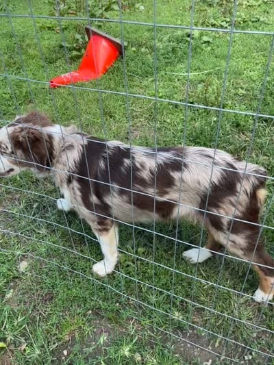 Tucker, a male Australian Shepherd for sale in Plymouth, CT – 3 of 3
