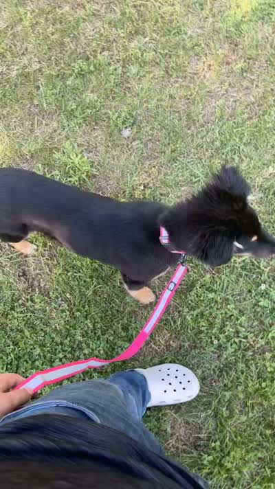 Zoey , a female German Shepherd Dog and Doberman Pinscher for sale in Plymouth, CT – 1 of 2