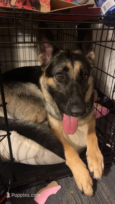 Bella – German Shepherd Dog puppy for sale in Plymouth, CT