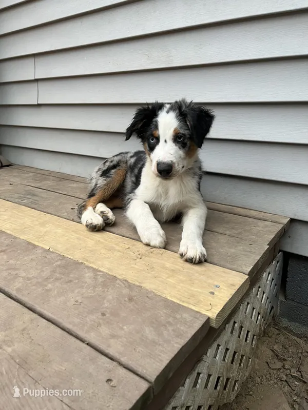 Jackson  – Australian Shepherd puppy for sale in Plymouth, CT