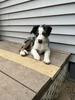 Jackson , a male Australian Shepherd for sale in Plymouth, CT – 1 of 3