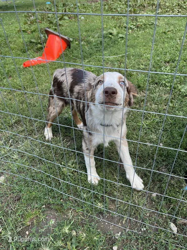 Tucker – Australian Shepherd puppy for sale in Plymouth, CT