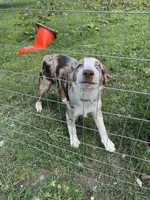 Tucker, a male Australian Shepherd for sale in Plymouth, CT – 1 of 3