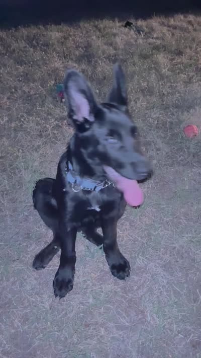 Axel, a male German Shepherd Dog for sale in Plymouth, CT – 2 of 2