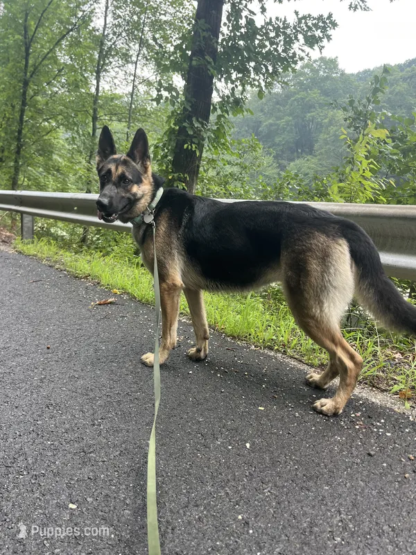 Bella – German Shepherd Dog puppy for sale in Plymouth, CT