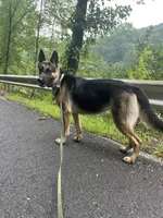Bella, a female German Shepherd Dog for sale in Plymouth, CT – 1 of 2
