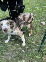 Tucker, a male Australian Shepherd for sale in Plymouth, CT – 2 of 3