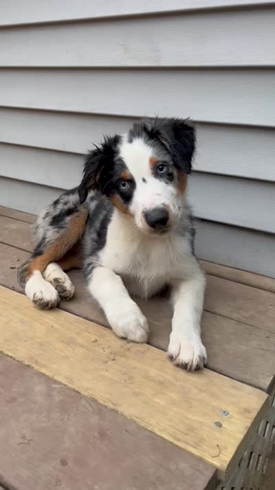Jackson, a male Australian Shepherd for sale in Plymouth, CT – 3 of 3
