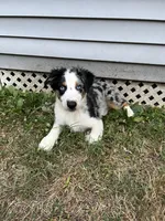 Jackson , a male Australian Shepherd for sale in Plymouth, CT – 2 of 3