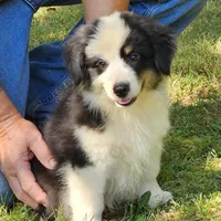 Jessie, a male Miniature American Shepherd for sale in Calhoun, TN – 1 of 3