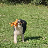 Jessie, a male Miniature American Shepherd for sale in Calhoun, TN – 2 of 3