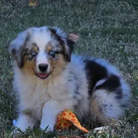 Jade, a female Miniature American Shepherd for sale in Calhoun, TN – 1 of 2
