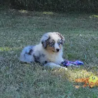 Jade, a female Miniature American Shepherd for sale in Calhoun, TN – 2 of 2