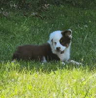 Dutch, a male Miniature Australian Shepherd for sale in Calhoun, TN – 6 of 6
