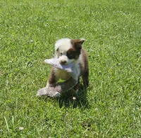 Duttch, a male Miniature American Shepherd for sale in Calhoun, TN – 4 of 6