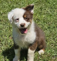 Duttch, a male Miniature American Shepherd for sale in Calhoun, TN – 5 of 6