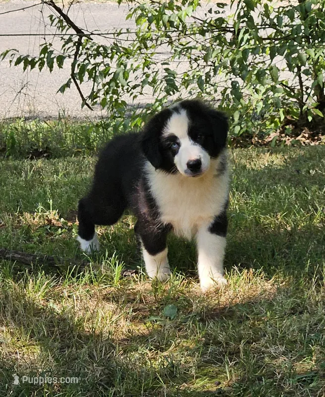 Andyy – Miniature Australian Shepherd puppy for sale in Calhoun, TN