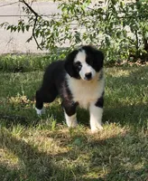 Andyy, a male Miniature Australian Shepherd for sale in Calhoun, TN – 1 of 1