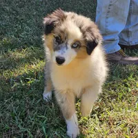 Jasmine, a female Miniature American Shepherd for sale in Calhoun, TN – 3 of 4