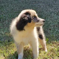 Jasmine, a female Miniature American Shepherd for sale in Calhoun, TN – 4 of 4