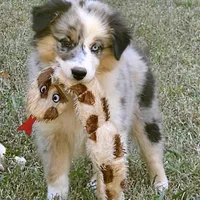Jasmine, a female Miniature American Shepherd for sale in Calhoun, TN – 1 of 4