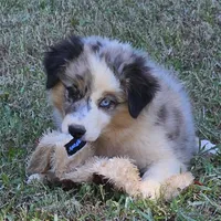 Jasmine, a female Miniature American Shepherd for sale in Calhoun, TN – 2 of 4