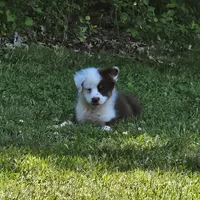 Dutch, a male Miniature Australian Shepherd for sale in Calhoun, TN – 3 of 6