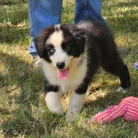 Andy, a male Miniature American Shepherd for sale in Calhoun, TN – 2 of 3