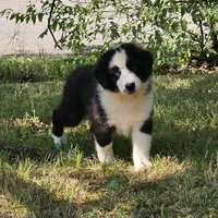 Andy, a male Miniature American Shepherd for sale in Calhoun, TN – 1 of 3