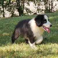 Andy, a male Miniature American Shepherd for sale in Calhoun, TN – 3 of 3