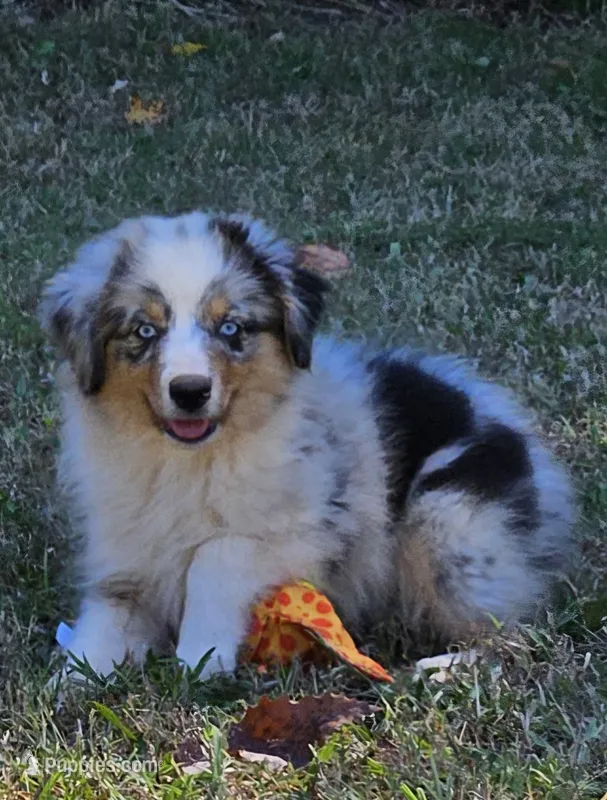 Jadee – Miniature Australian Shepherd puppy for sale in Calhoun, TN