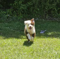 Duttch, a male Miniature American Shepherd for sale in Calhoun, TN – 1 of 6