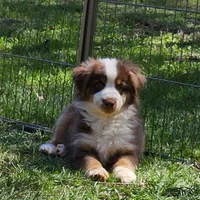 Rover, a male Miniature American Shepherd for sale in Calhoun, TN – 6 of 6