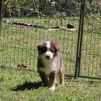 Rover, a male Miniature American Shepherd for sale in Calhoun, TN – 2 of 6