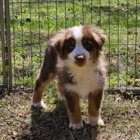 Rover, a male Miniature American Shepherd for sale in Calhoun, TN – 4 of 6
