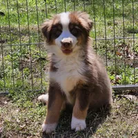 Rover, a male Miniature American Shepherd for sale in Calhoun, TN – 5 of 6