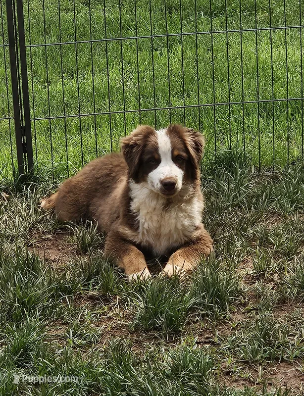 Roverr – Miniature Australian Shepherd puppy for sale in Calhoun, TN