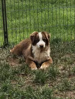 Roverr, a male Miniature Australian Shepherd for sale in Calhoun, TN – 1 of 1