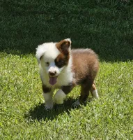 Duttch, a male Miniature American Shepherd for sale in Calhoun, TN – 2 of 6