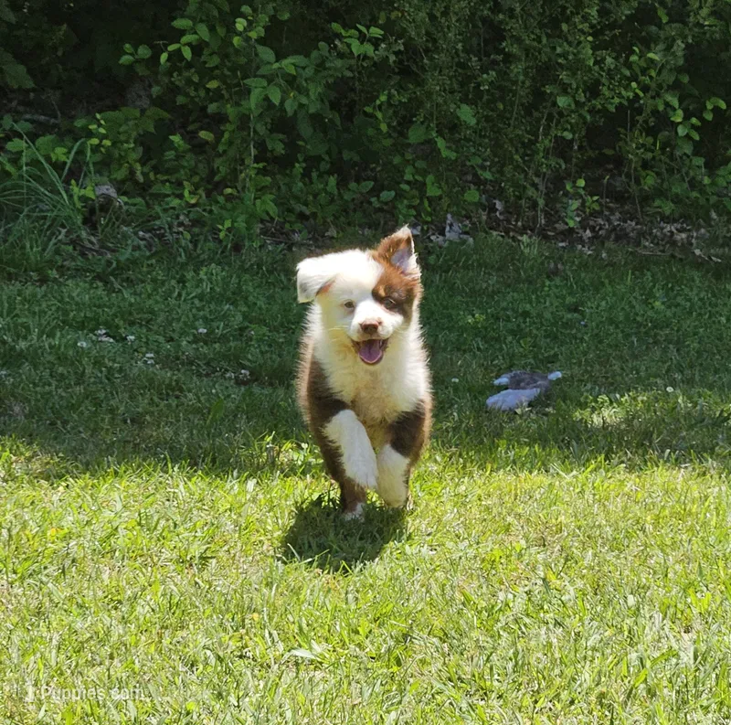 Dutch – Miniature Australian Shepherd puppy for sale in Calhoun, TN