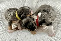 Micro bernedoodle, a female Miniature Bernedoodle for sale in Henderson, NV – Photo 5 of 7