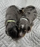 Micro bernedoodle, a female Miniature Bernedoodle for sale in Henderson, NV – Photo 4 of 7