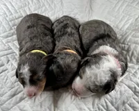 Micro bernedoodle, a female Miniature Bernedoodle for sale in Henderson, NV – Photo 6 of 7